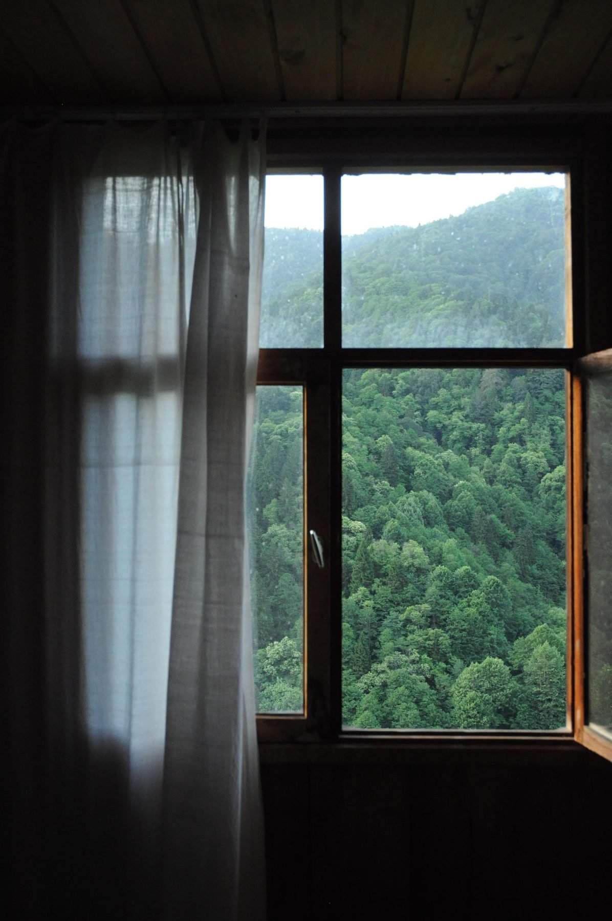 Forest view through an open wooden window